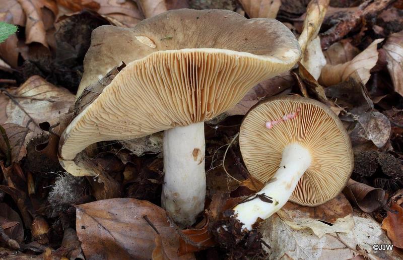 Lactarius acris